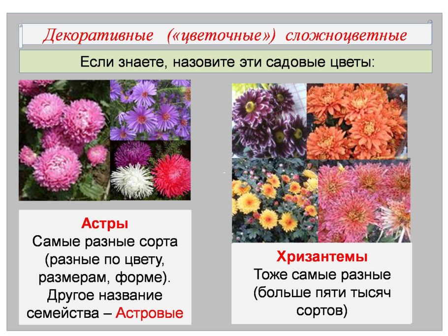 Декоративные растения семейства Сложноцветные