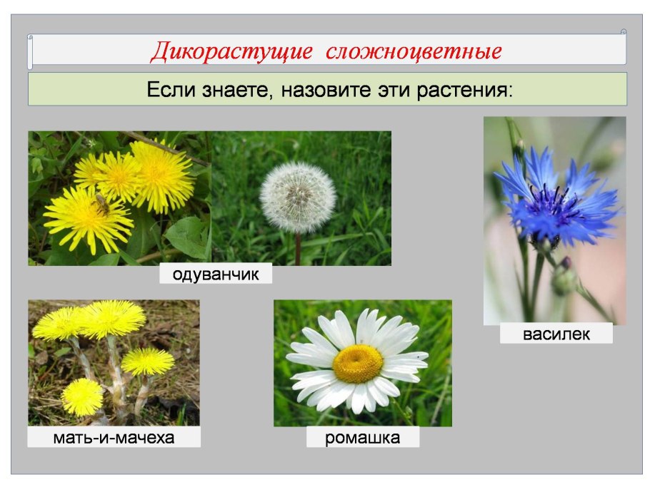 Розоцветные жизненные формы