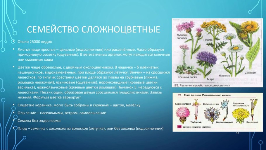 Дикорастущие представители семейства Сложноцветные