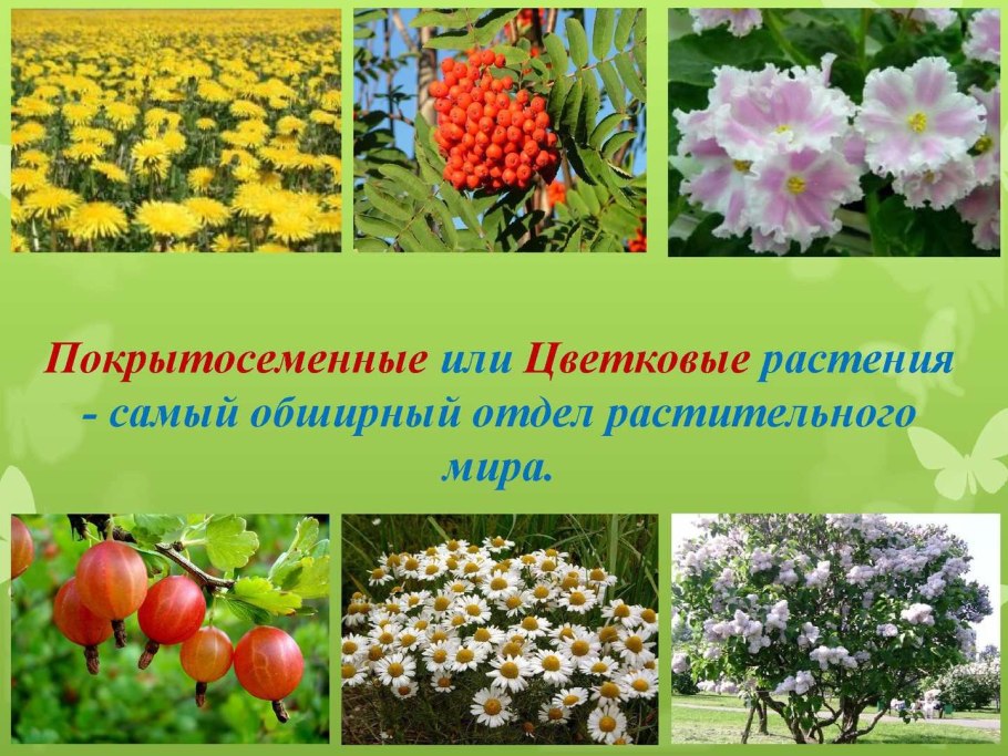 Строение растения