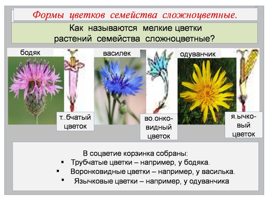 Соцветие семейства Сложноцветные схема
