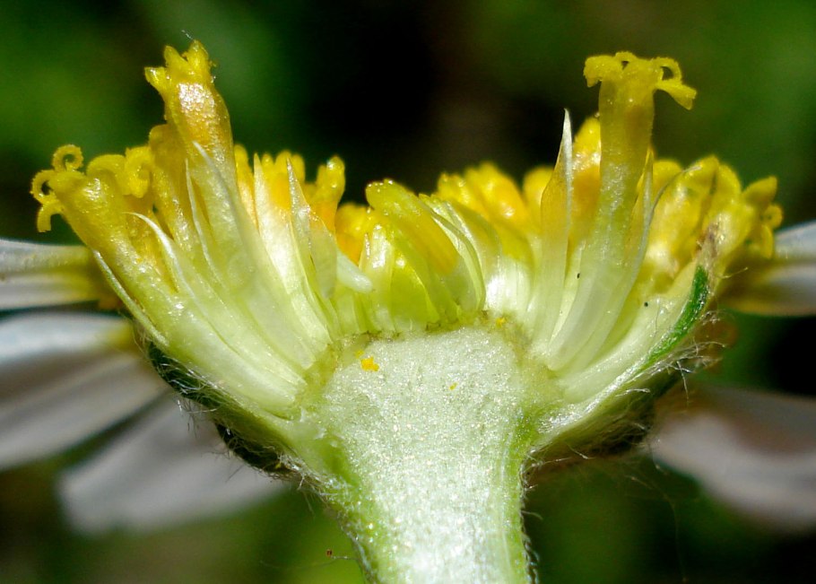Chamomilla recutita