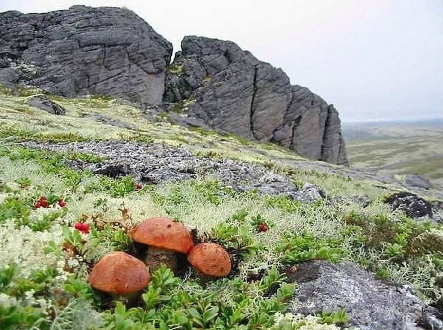 Карликовая береза зимой