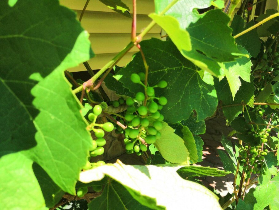 Виноград после цветения