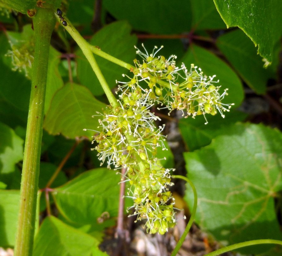 Виноград цветет