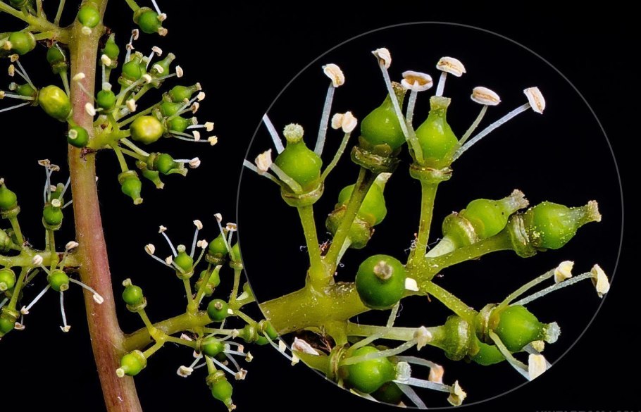 Опыляет виноград