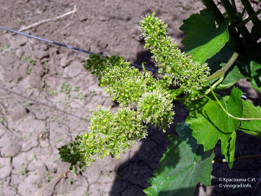 Типы цветения виноград