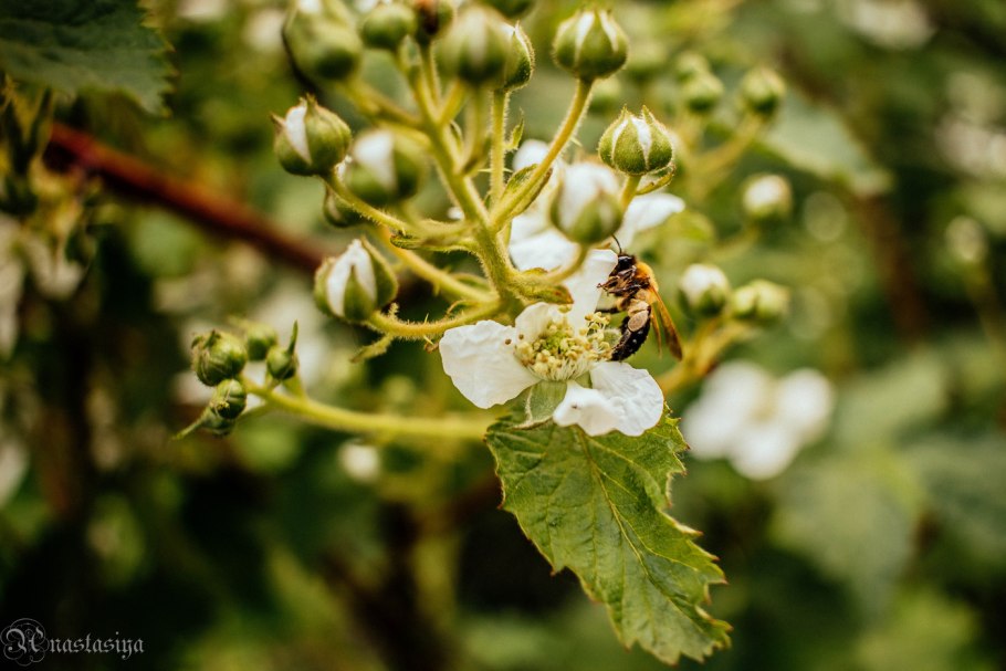 Фотообои виноград