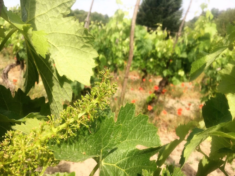 ПУСТОЦВЕТ на винограде