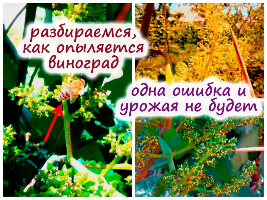 Виноград соцветие метелка