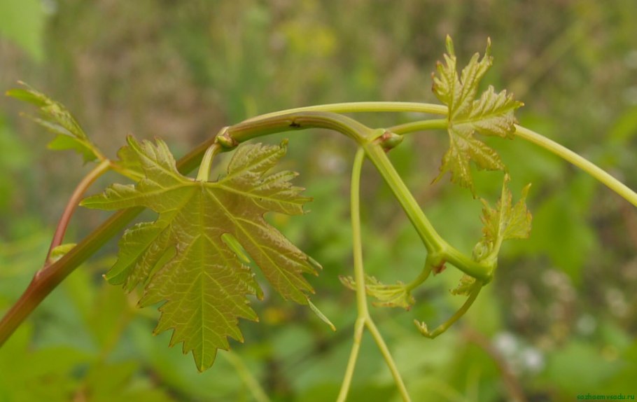 Бутоны маракуйи