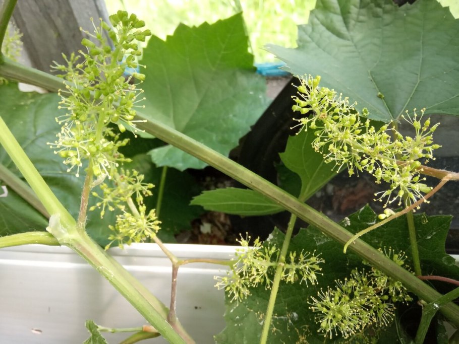 Опыление винограда