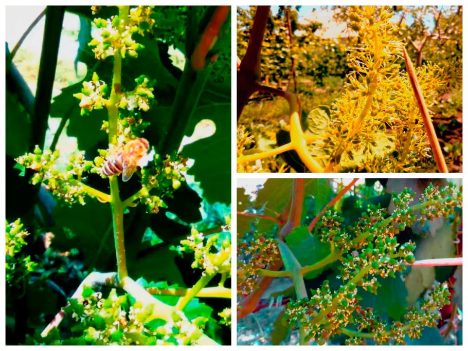 Как опыляется виноград