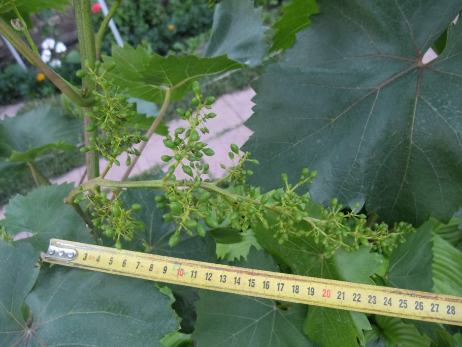 Как распускаются глазки винограда фото