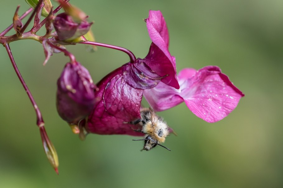 Лоза винограда цветет