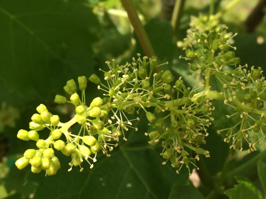 Опыление винограда