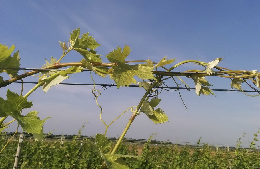 Как делать чеканку винограда летом и в начале осени