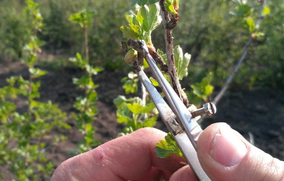 Искусственное опыление томатов