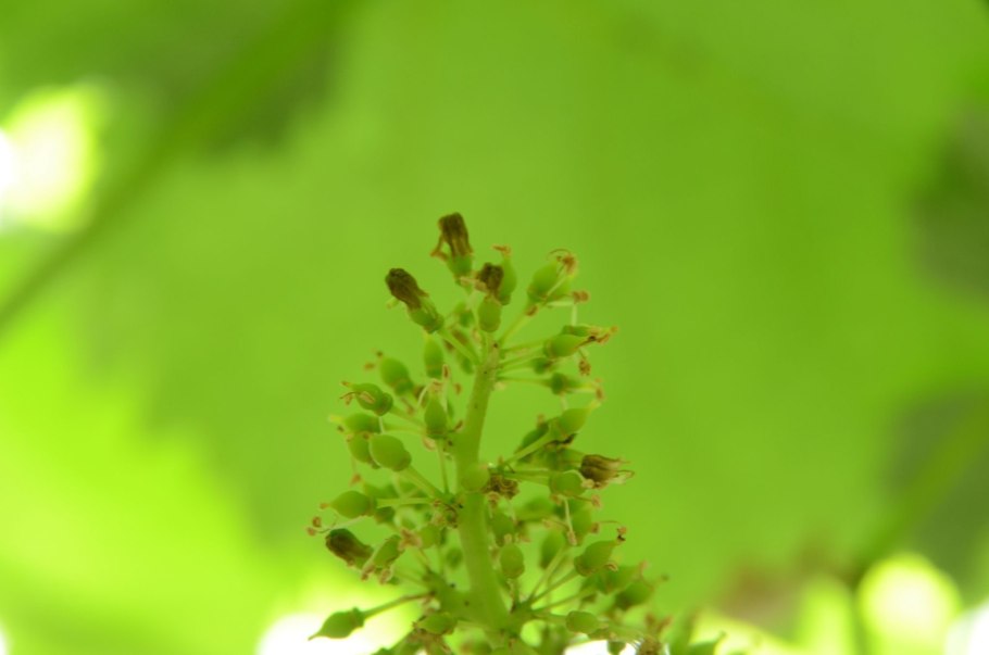 Вращения. Винограда