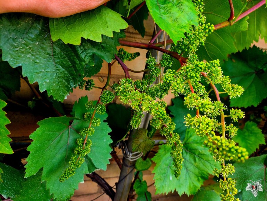 Виноград молодой растение