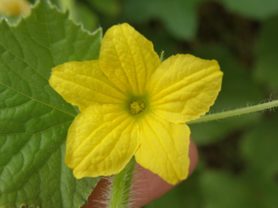 Пасынковать виноград