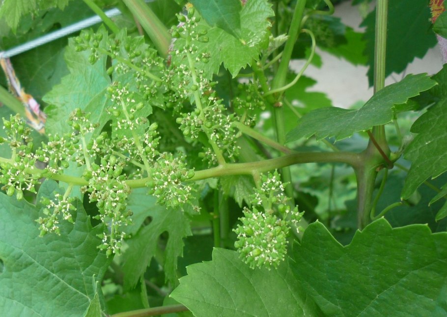 Стадии цветения винограда