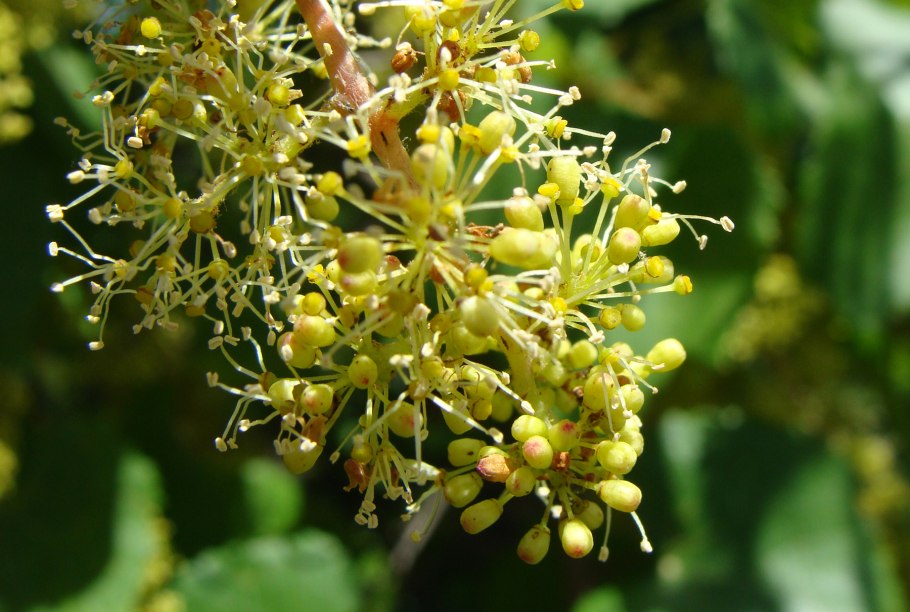 Завязь винограда