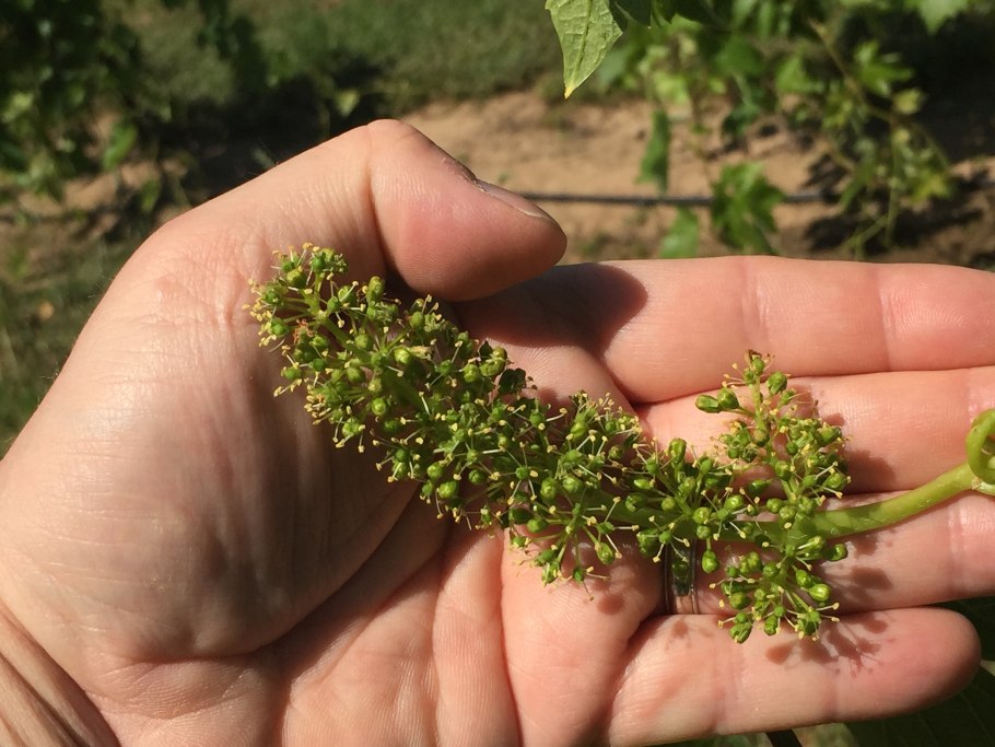 Виноград Амурский соцветие
