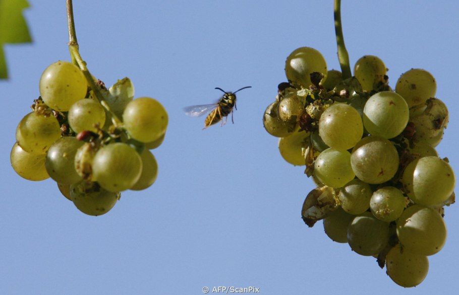 Арбуз цветет