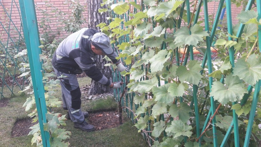 Виноград Амурский цветение