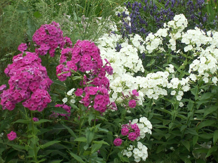 Флокс метельчатый микс