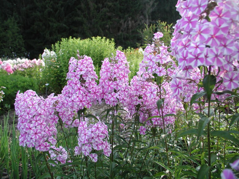 Флокс метельчатый Архангел