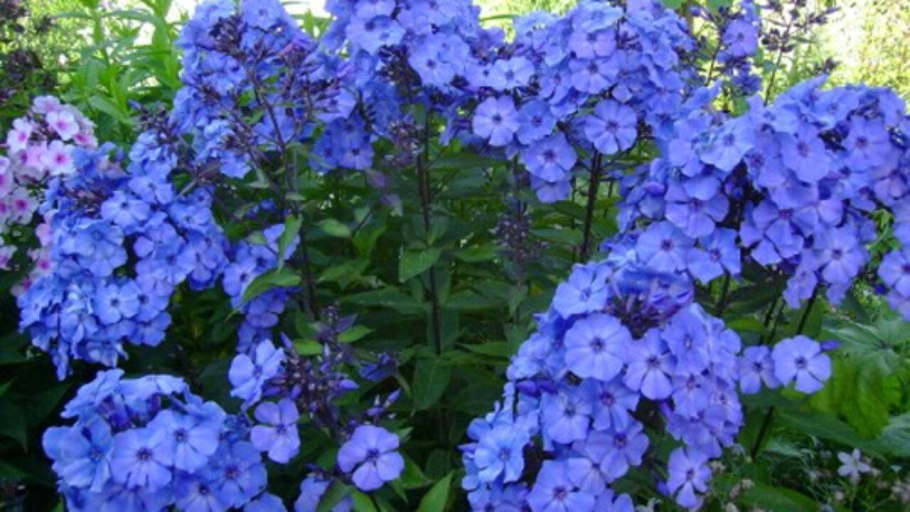 Гортензия Анабель метельчатая