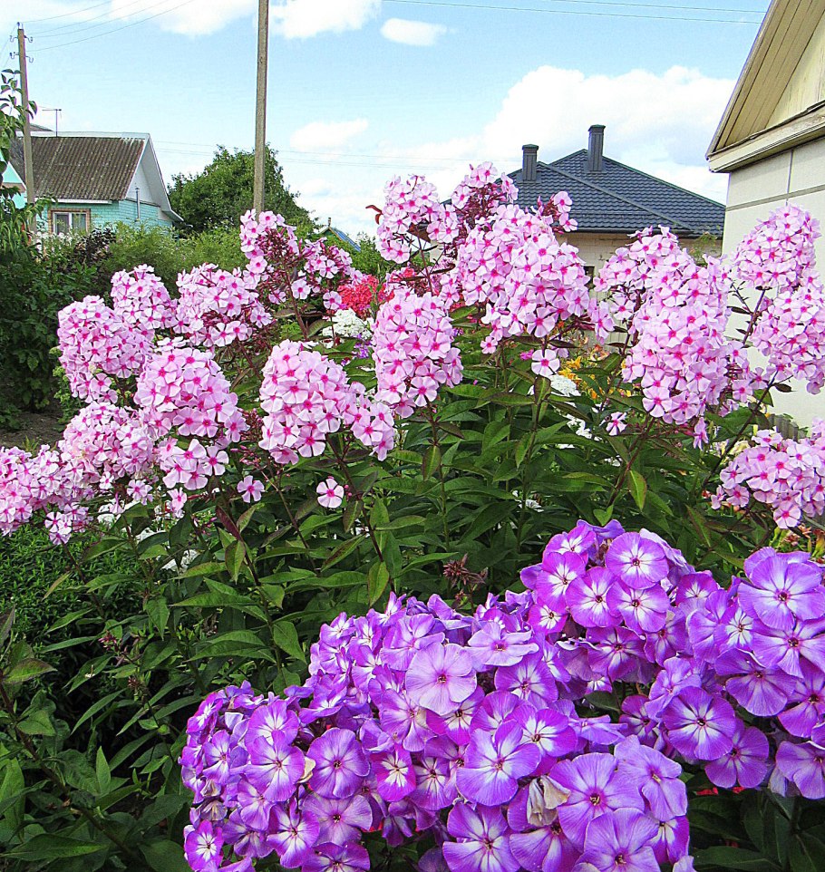 Поздноцветущие многолетники