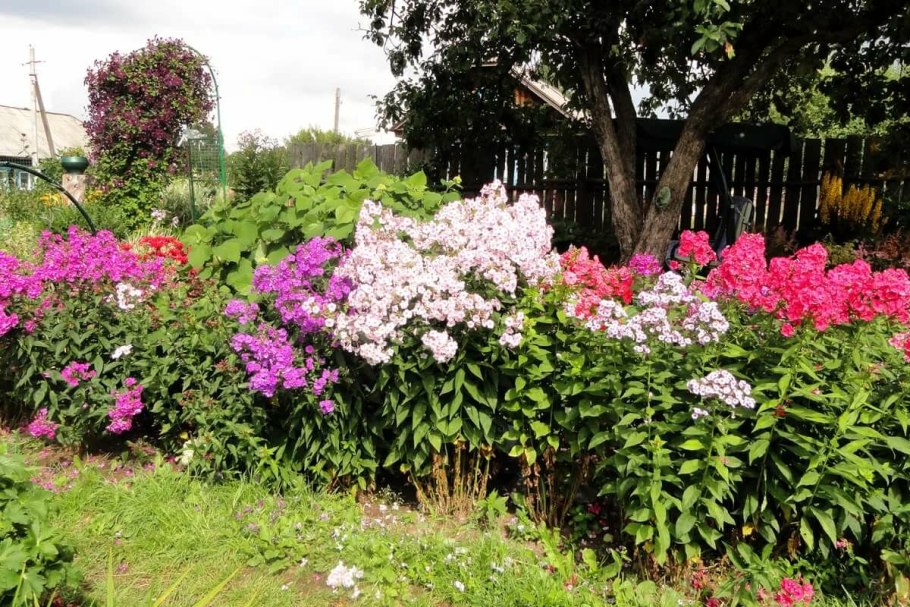 Флоксы многолетние соседство