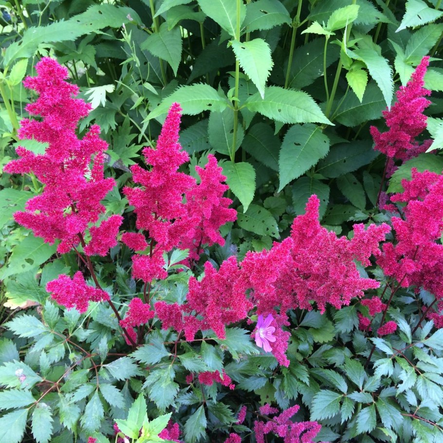 Астильба Арендса Сноудрифт