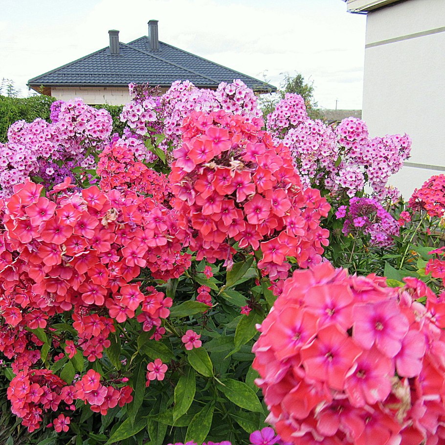 Астильба Арендса Federsee