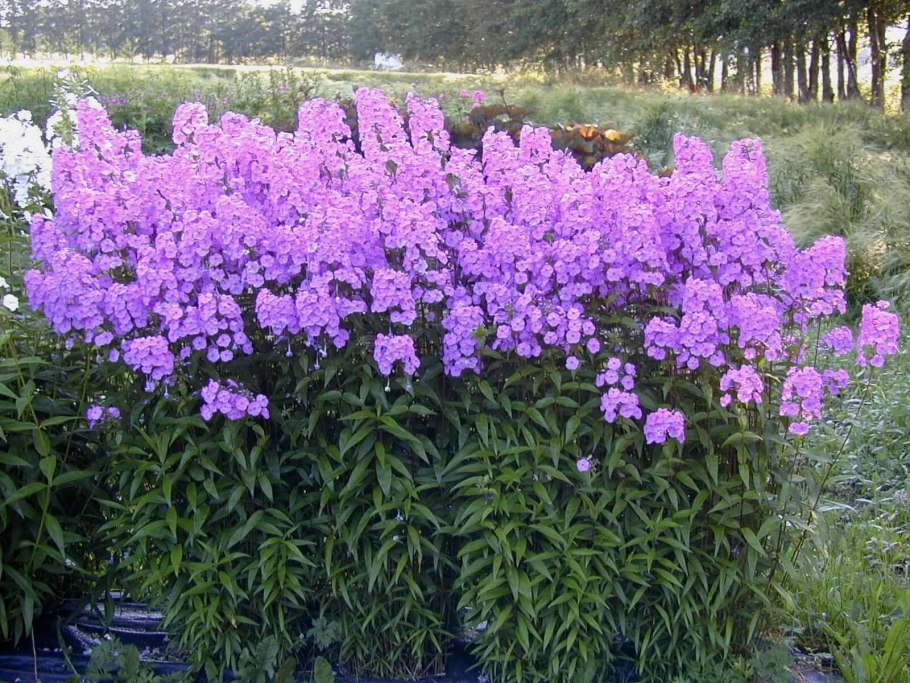 Астильба Квин оф Холланд