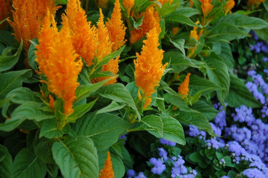 Астильба Арендса Weisse Gloria