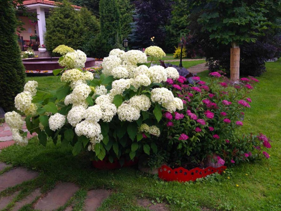 Флоксы многолетники