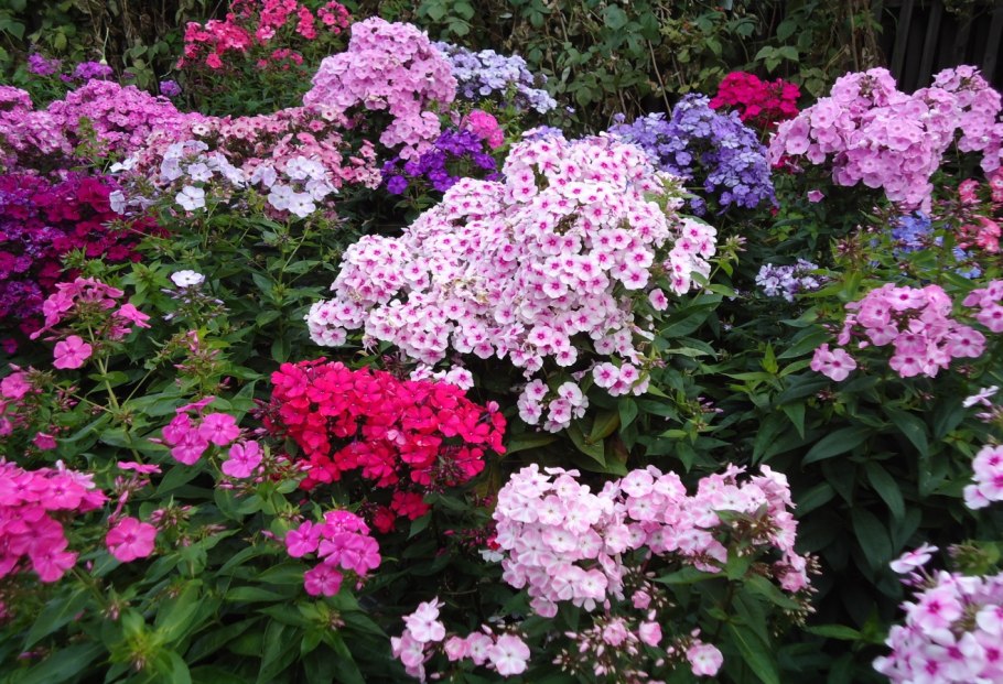 'Флокс метельчатый "Калиостро"