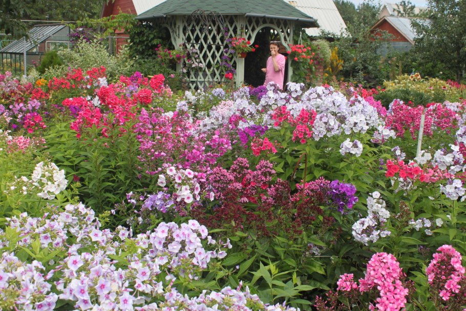 Флокс метельчатый в миксбордере