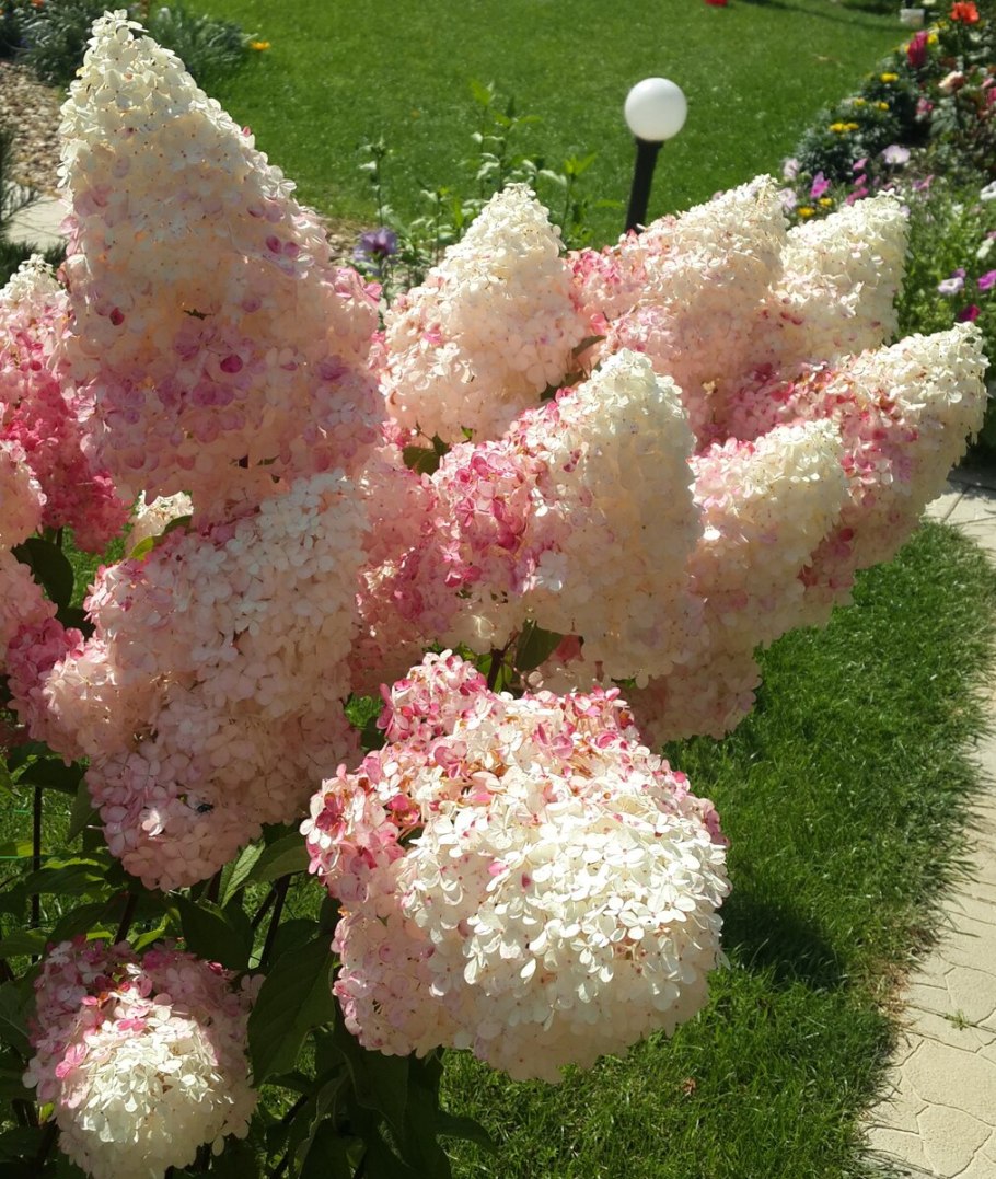 Гортензия метельчатая виола