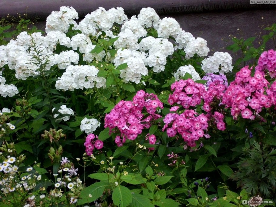 Гортензия крупнолистная Ayesha