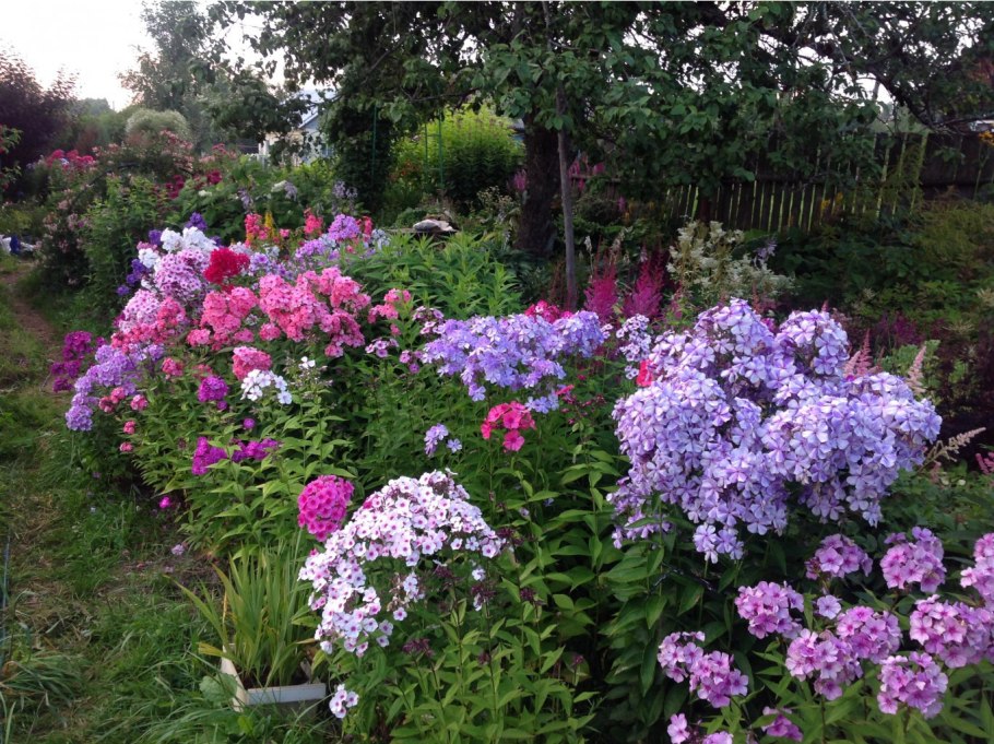 Хоста лилейник миксбордер