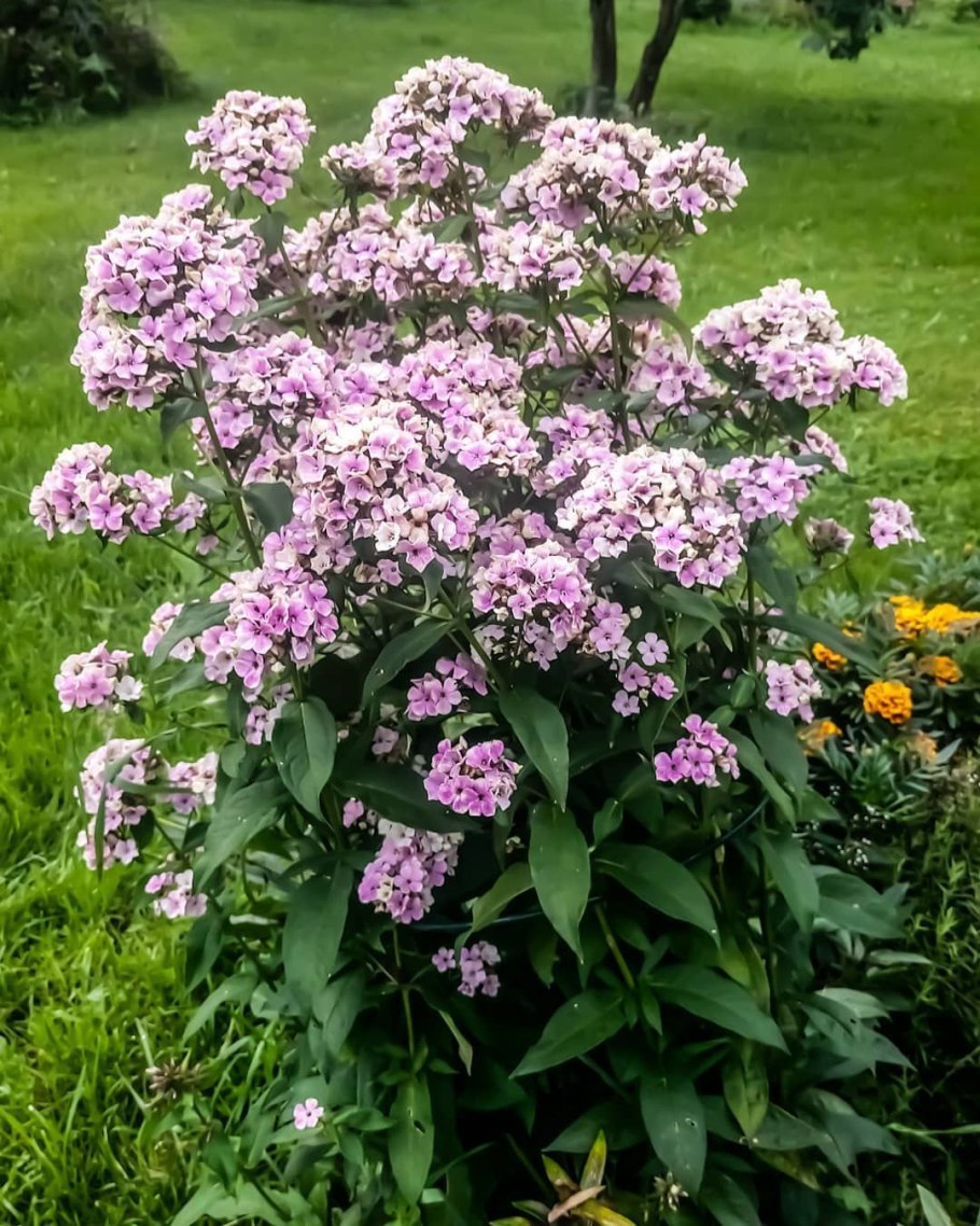 Флокс метельчатый