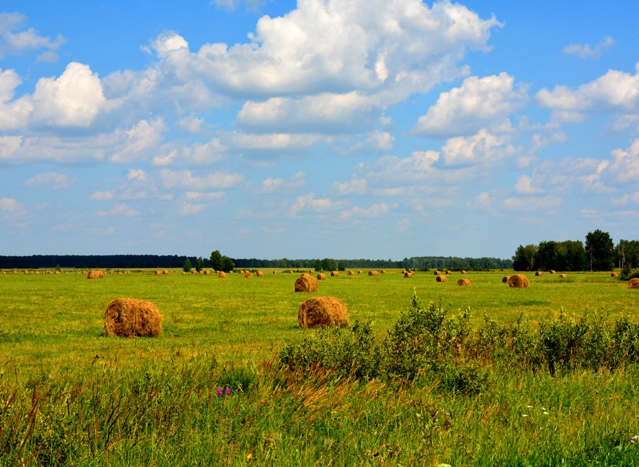Медоносные растения Луга