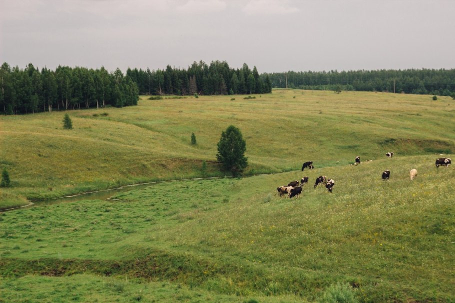 Кормовые растения пастбищ и Сенокосов