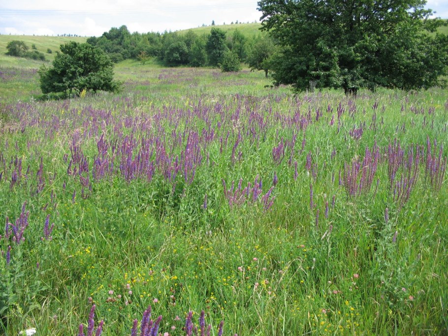 Сеялка Луговая травяная