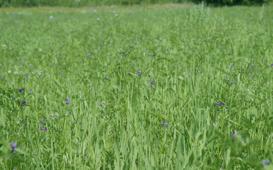 Пырейник Сибирский